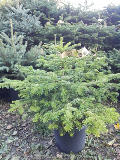 Weihnachtsbaum im Topf
